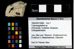 Foto (Objekt + Etiketten) von Tuberosagalathea sp. 